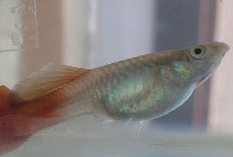 孔雀魚用什么水養(yǎng)，可以選擇自來水、湖水、河水或者井水