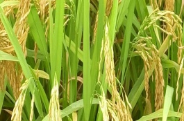 特優(yōu)816水稻栽培技術(shù)要點(diǎn)，注意防治白葉枯病