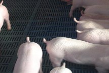 新生豬仔幾天喂開口料，這12點須掌握