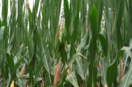 喜相伴99玉米栽培技術(shù)要點(diǎn)，每畝種植3200～3500株