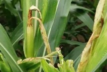 碩秋702玉米栽培技術(shù)要點(diǎn)，中抗小斑病