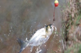 釣鰱鳙一般釣多深，最好提前打窩誘魚(yú)