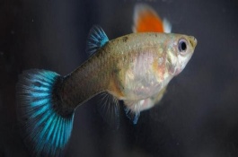 孔雀魚搭配什么水草，只需間隔一個(gè)月即可