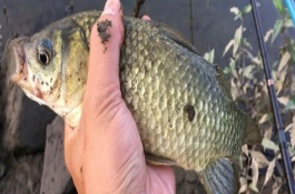 如何垂釣不開(kāi)口的羅非魚(yú)，早上作釣更容易上鉤