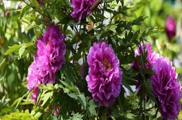 牡丹花的常見品種，寓意富貴圓滿、端莊秀雅等