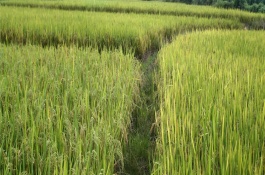 川優(yōu)065水稻栽培技術(shù)要點，一般5月上旬播種