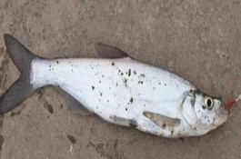 用什么魚(yú)竿釣翹嘴，適合用小蝦、泥鰍等腥餌