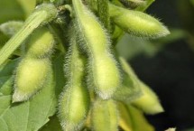 濮豆820大豆栽培技術(shù)要點，中抗花葉病毒病7號株系