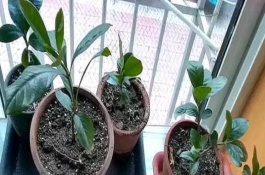 水培梔子花如何延長(zhǎng)存活時(shí)間，移植后澆水時(shí)加入少許壯根粉