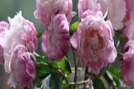 水培芍藥可以養(yǎng)多久，養(yǎng)護(hù)的好可以養(yǎng)護(hù)一周左右