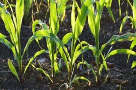 登義2號玉米栽培技術(shù)要點，旱地每畝3500株