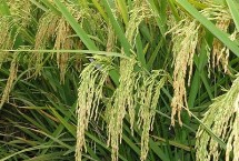 玉龍優(yōu)1611水稻栽培技術(shù)要點(diǎn)，搞好綜合防治