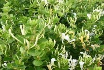金銀花的產(chǎn)地，通常從5月下旬開始開花
