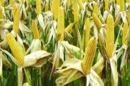 大德317玉米栽培技術(shù)要點(diǎn)，在適應(yīng)區(qū)5月5日左右播種