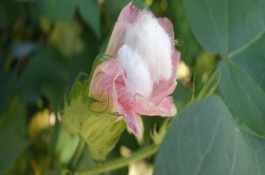 柳棉二號棉花栽培技術(shù)要點，單價轉(zhuǎn)基因抗蟲常規(guī)春棉品種