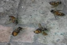 蜜蜂爬蜂病的種類和治療方法，包括蜜蜂螺原體病、蜜蜂孢子蟲病等類型