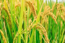通梅892水稻栽培技術(shù)要點，普通水稻品種