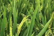 水稻貪青晚熟的原因，應(yīng)注意種植密度和合理施肥等