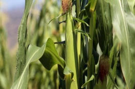 YN2101玉米栽培技術(shù)要點，種植密度不宜過大
