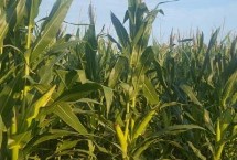 魯單617玉米栽培技術(shù)要點(diǎn)，夏播生育期101天