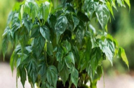 幸福樹(shù)根部發(fā)黑腐爛還有救嗎，每隔10-12天澆一次水