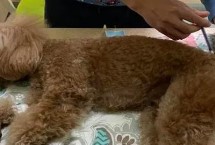 小狗牙結(jié)石特別重怎么辦，首先需要給狗狗進(jìn)行全身麻醉