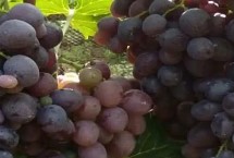 玫瑰香葡萄的簡介，別稱紅玫瑰葡萄、莫斯佳、穆斯卡等
