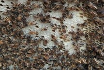 哪些蜜蜂產(chǎn)出的蜂蜜品質(zhì)最好，包括中蜂、意蜂、黑蜂等品種