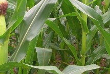 棒豐258玉米栽培技術(shù)要點，出苗至成熟136天