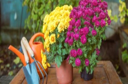 菊花的種植時(shí)間，種之前需要對(duì)其根部進(jìn)行修剪