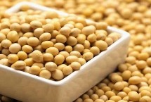 隴豆3號(hào)大豆栽培技術(shù)要點(diǎn)，春播4月下旬-5月上旬播種