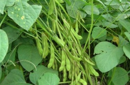 鵬豆158大豆栽培技術(shù)要點，在適應(yīng)區(qū)5月上旬播種