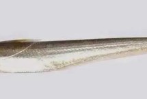 刀魚的品種，屬于鳀科、鱭屬、刀鱭種魚類