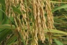 浙大兩優(yōu)宜糖秈1號(hào)水稻栽培技術(shù)要點(diǎn)，該品種株高適中