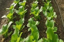 夏天培育蔬菜苗怎么把關(guān)，一定莫受凍