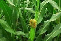 豐墾599玉米栽培技術要點，高抗莖腐病
