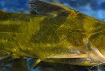 黃骨魚(yú)的品種，需養(yǎng)殖12-13個(gè)月才能售賣