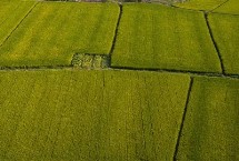 耕地是農(nóng)田嗎，屬性和用途均不同