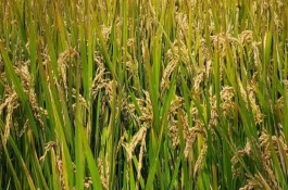 亮S水稻栽培技術(shù)要點(diǎn)，在長沙6月4日播種