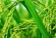 興兩優(yōu)3088水稻栽培技術(shù)要點(diǎn)，晚造全生育期110～112天
