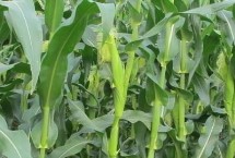 金農(nóng)919玉米栽培技術(shù)要點，適宜播期4月下旬至5月上旬