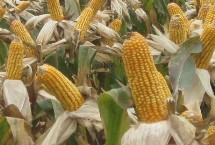 德豐818玉米栽培技術要點，出苗至成熟136天
