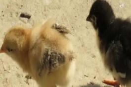 養(yǎng)小雞苗的注意事項(xiàng)，可根據(jù)生殖突起、體型等鑒別