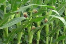 中農(nóng)單78玉米栽培技術(shù)要點，莖腐病田間自然發(fā)病表現(xiàn)為中抗