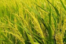 龍墾2037水稻栽培技術(shù)要點(diǎn)，該品種主莖10片葉