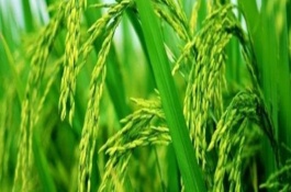 齊兩優(yōu)908水稻品種介紹，全生育期138.3天