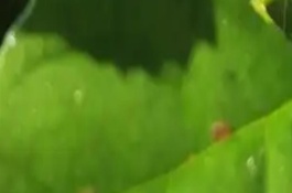 幸福樹(shù)上有黑色的小蟲(chóng)怎么辦，需及時(shí)修掉有蟲(chóng)害的葉子