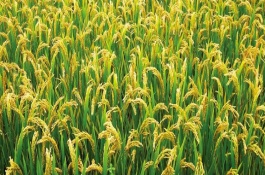 鹽稻10號水稻栽培技術(shù)要點(diǎn)，該品種在沿淮作一季中粳種植
