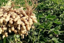 花生的種植時(shí)間，不同地方種植花生的時(shí)間也不一樣