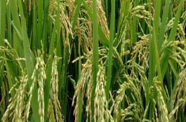 新稻49號(hào)水稻栽培技術(shù)要點(diǎn)，該品種插秧栽培一般4月初育苗